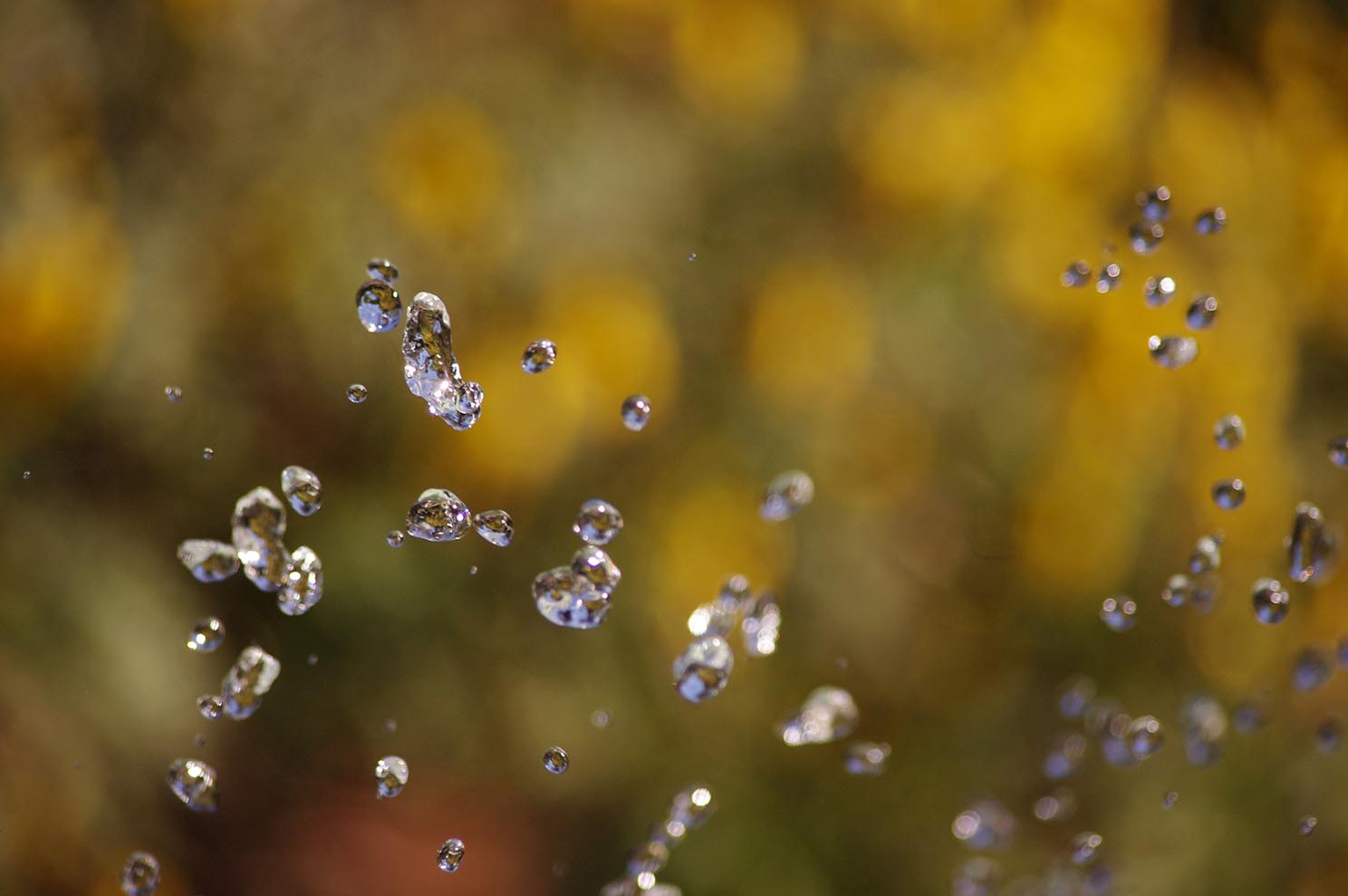 Foto HD de gotas de agua bajo fondo de plantas